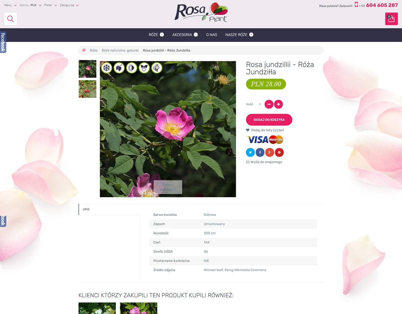 rosaplant  portfolio